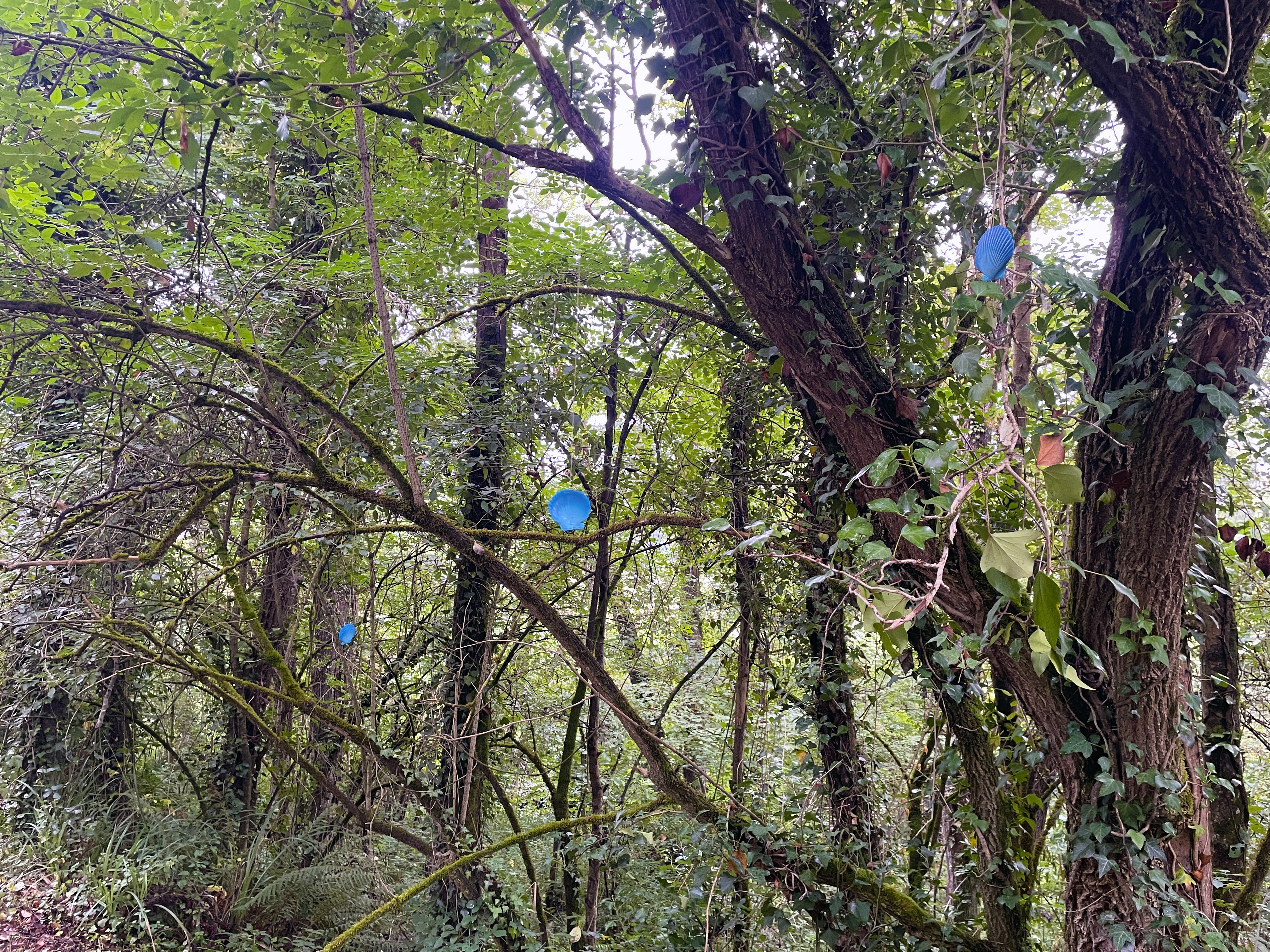 Fuegos fatuos vieiras pintadas colgadas en el bosque